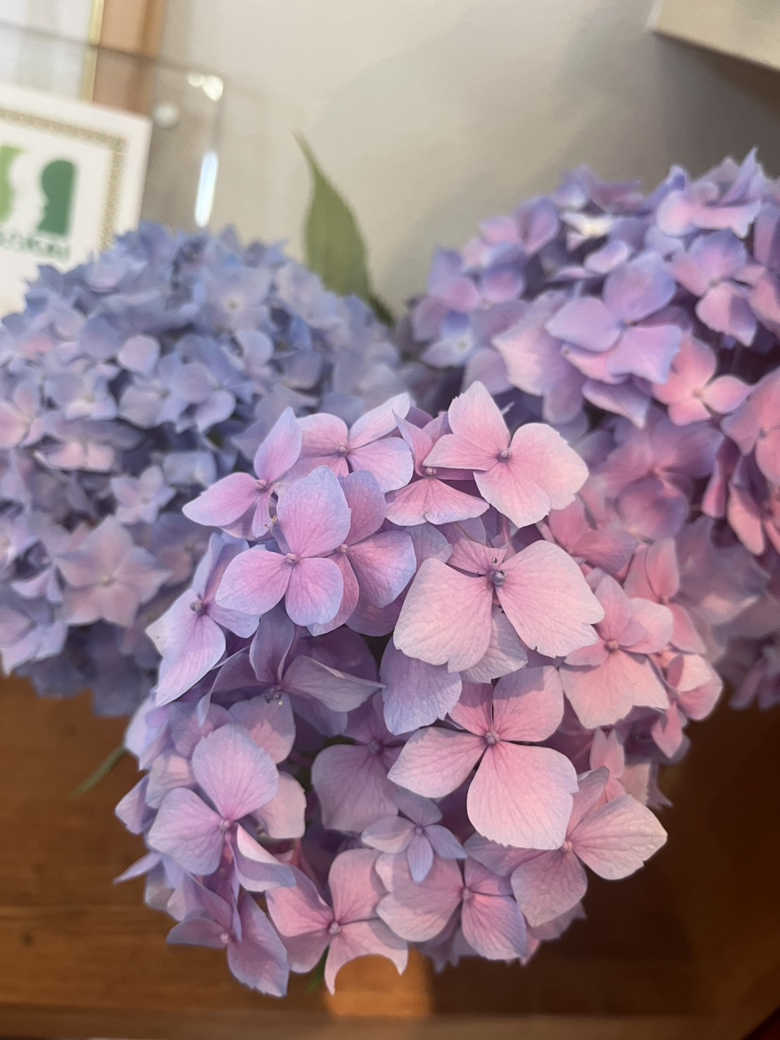 紫陽花(あじさい)